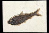 Fossil Fish (Knightia) - Green River Formation #131206-1